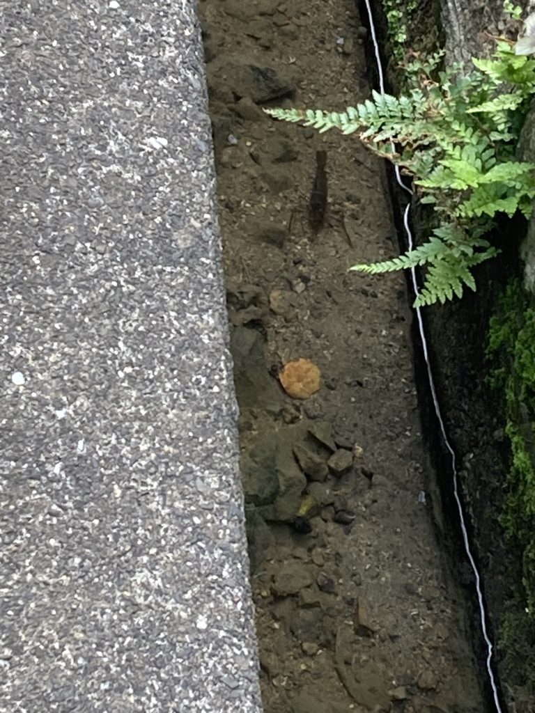 古民家沿いの水路で手長えびを発見！